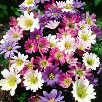 Anemone Bulbs -  Blanda MIxed